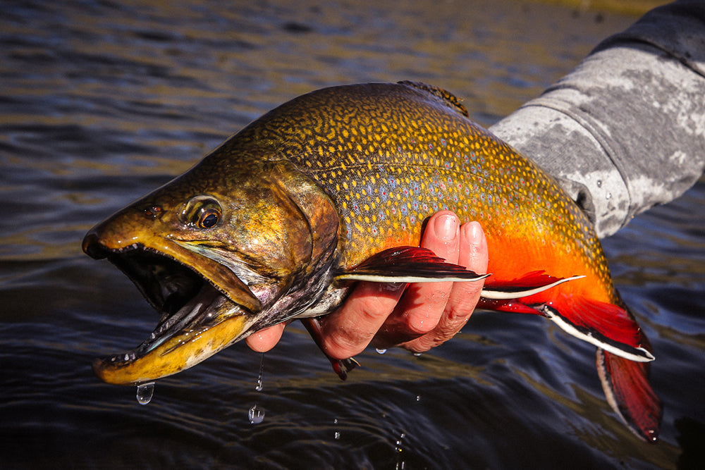 7 Tips to Crush your Fall Fishing Trip