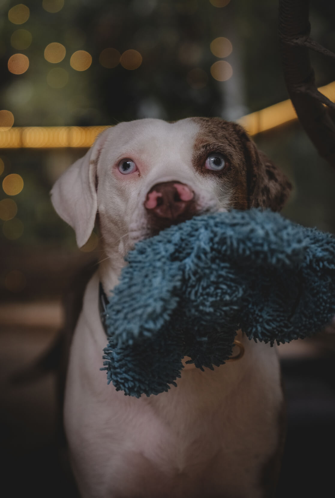 Lacey Kelly's dog with a fuzzy toy.