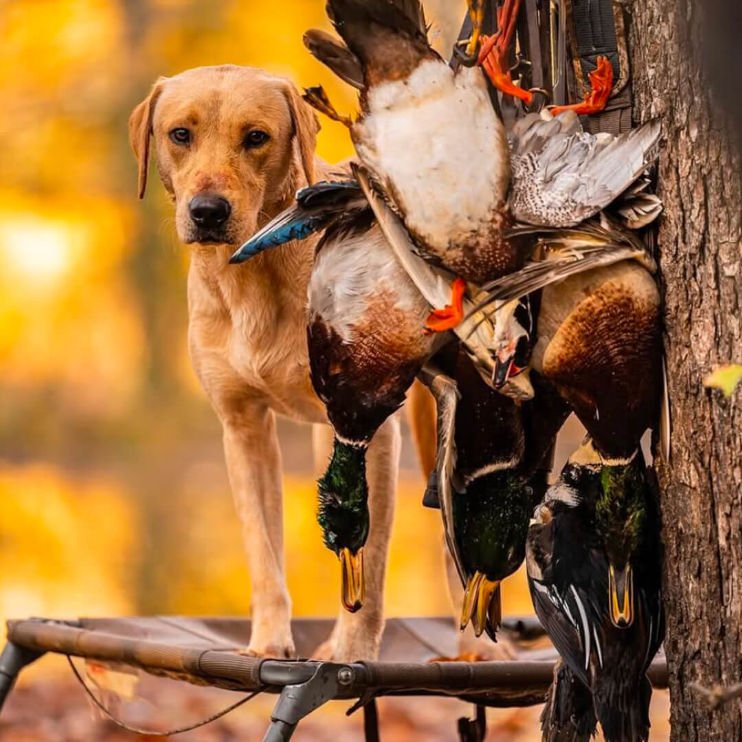Wade's dog looking proudly at the stringer of green beans that he has retrieved from the timber.