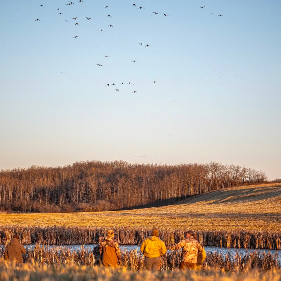 Ducks cupping up for landing over Wade and his fellow hunter's heads.