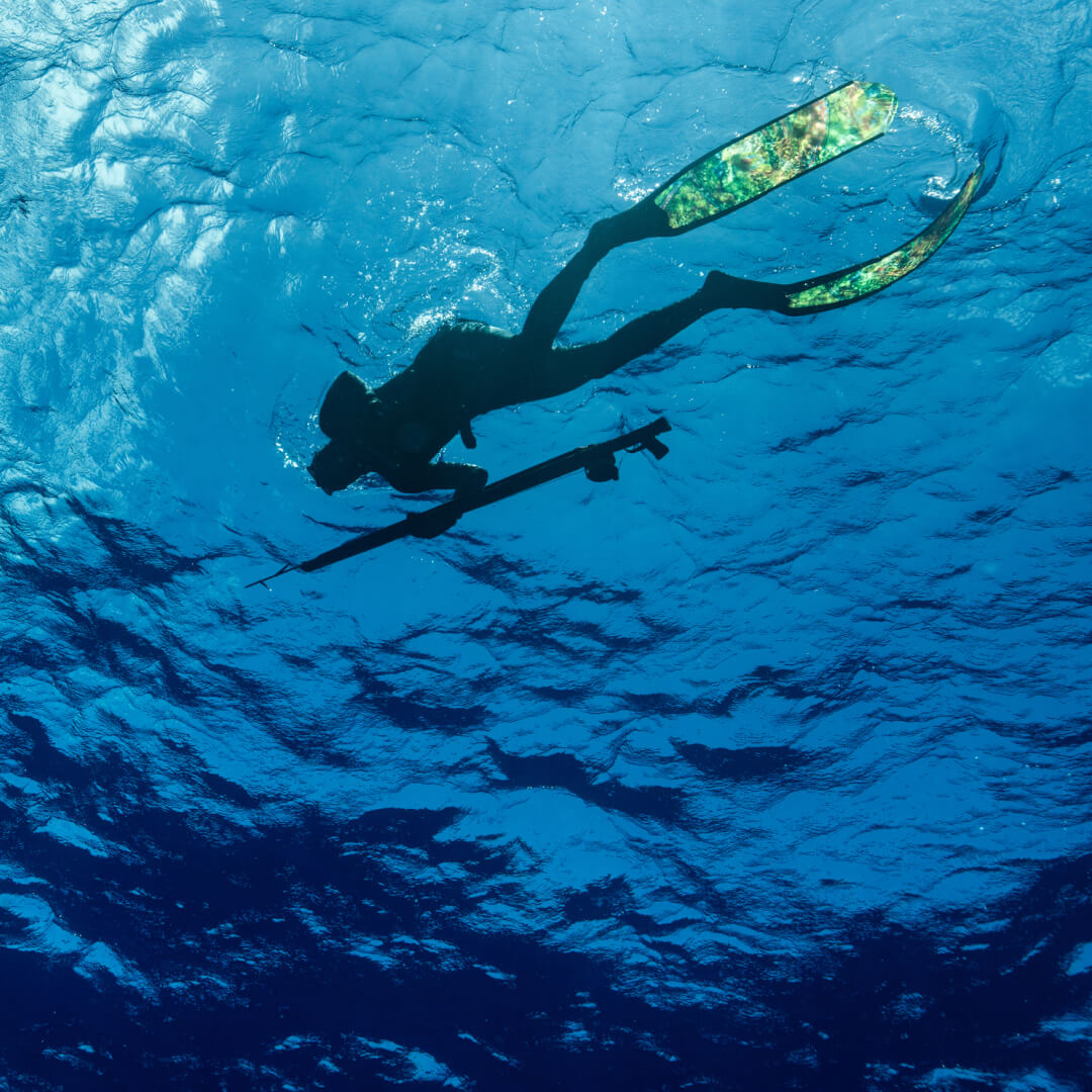A snorkel-er spearfishing in Hawai'i.