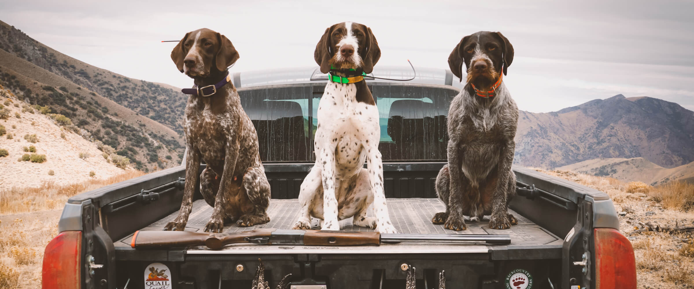 three hunting dogs sitting on the back of a truck on top of a drawer system