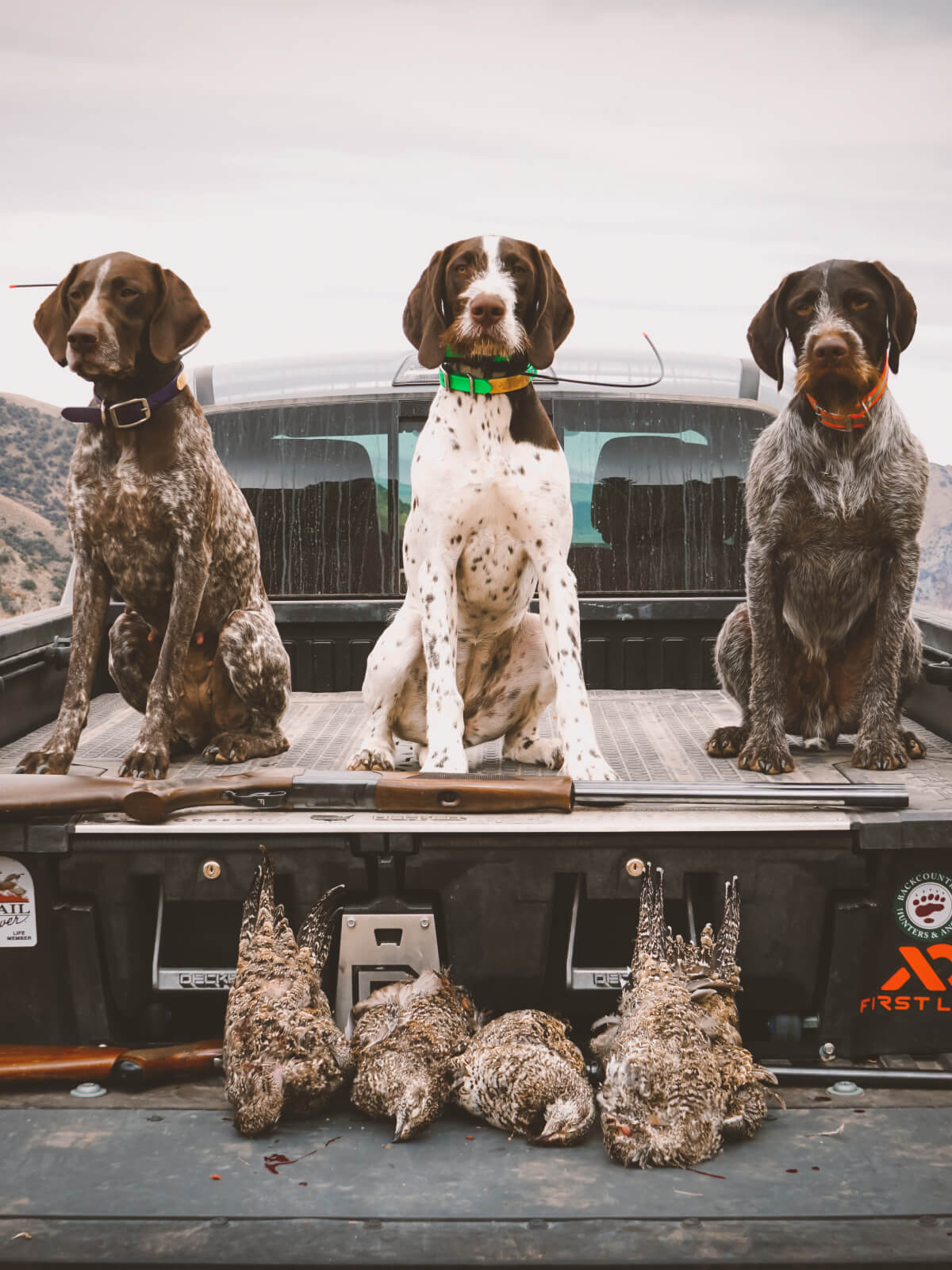 three hunting dogs sitting on the back of a truck on top of a drawer system 