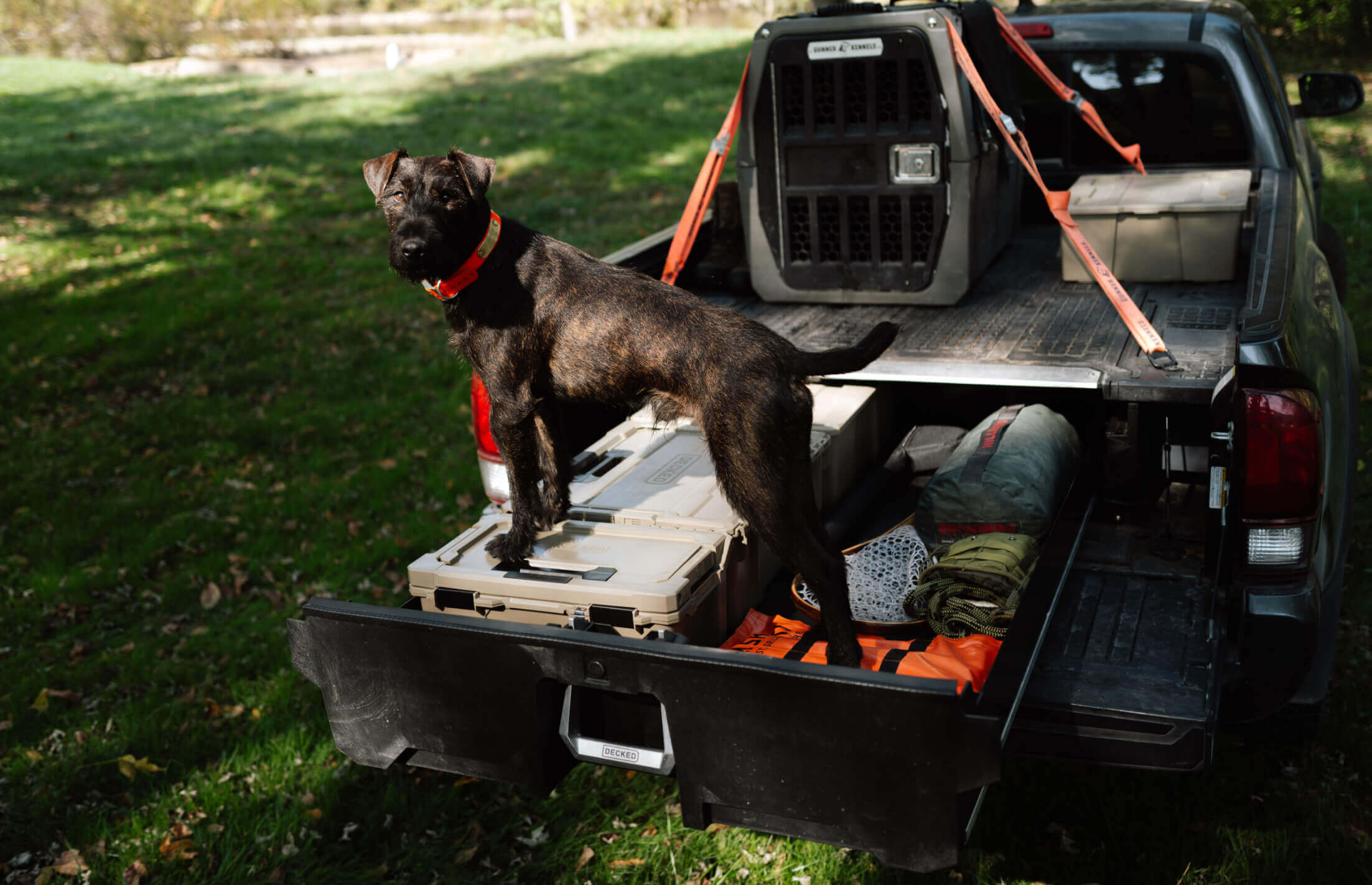 Dog standing in the back of a pickup truck's Drawer System.